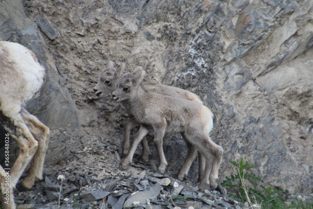 Twin Sheep, Jasper National Park, Alberta Twin Sheep, Jasper National Park, Alberta