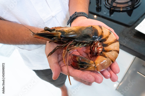 Raw tiger prawn compared with human hand.