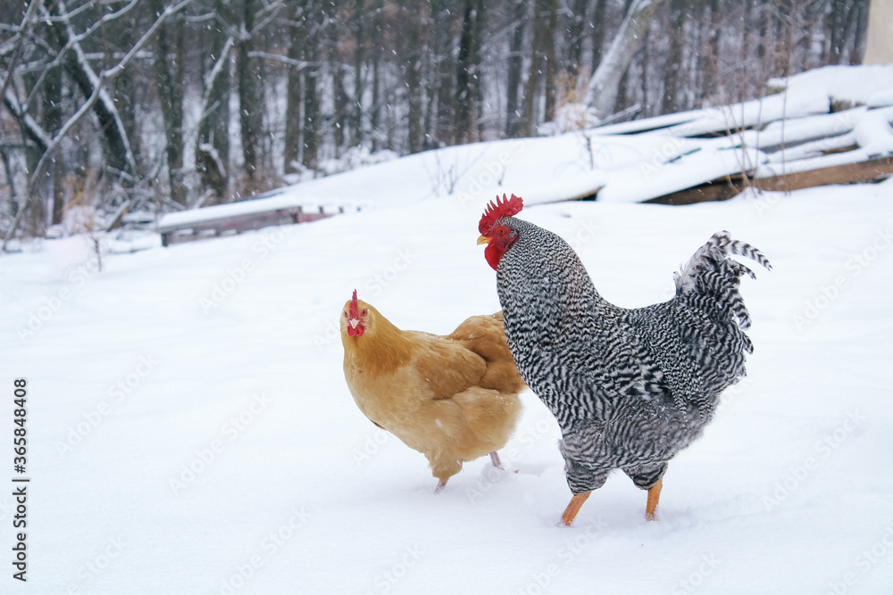 Φωτογραφία Buff Orpington Hen and Barred Plymouth Rock Rooster Together in Snow