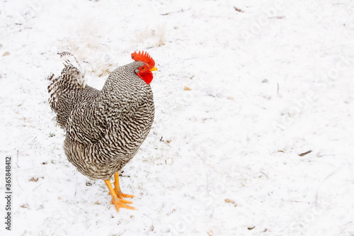Solitary Barred Plymouth Rock Rooster in Snow
