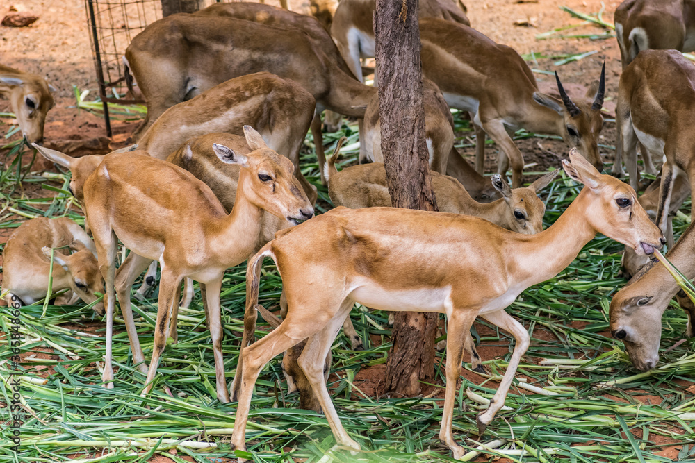 Eld's deer standing under a tree in public park of visakhapatnam. Eld's deer standing under a tree in public park of visakhapatnam.