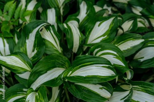 White-green leaves of hosta, which grows very densely in a flower bed in the garden.