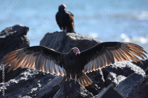 California condor a carrion feeding bird perched on rocks with outstretched wings illuminated by soft sun light. Wildlife bird photography. photo