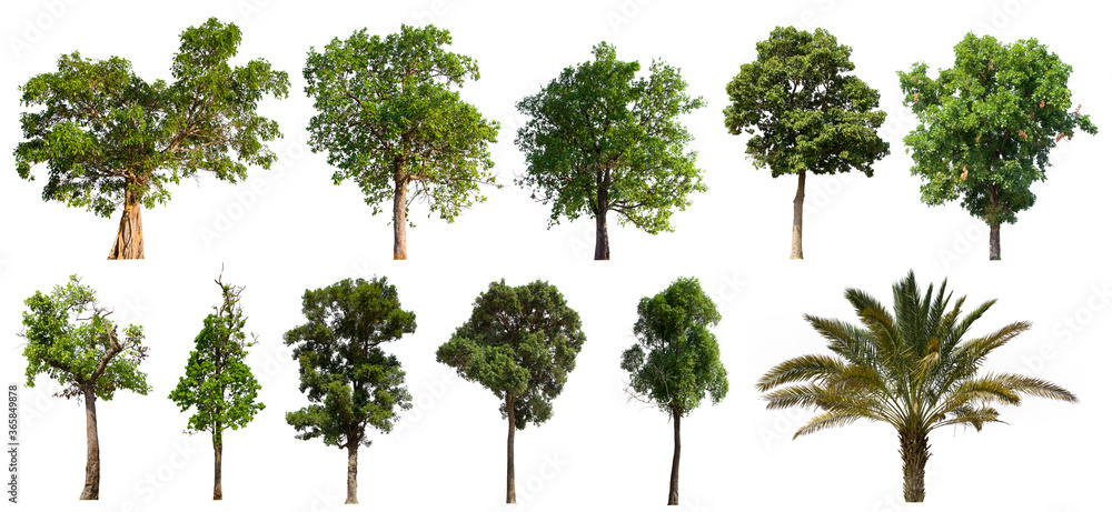isolated tree green set is located on a white background.Collection of isolated tree green on white background Tropical tree isolated tree green set is located on a white background.Collection of isolated tree green on white background Tropical tree