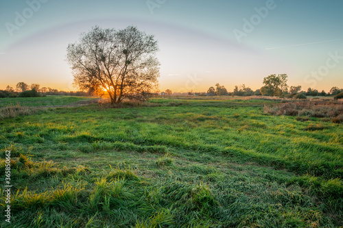 Sunset behind a tree and a green meadow, a halo effect or a strange cloud, Zarzecze, Poland