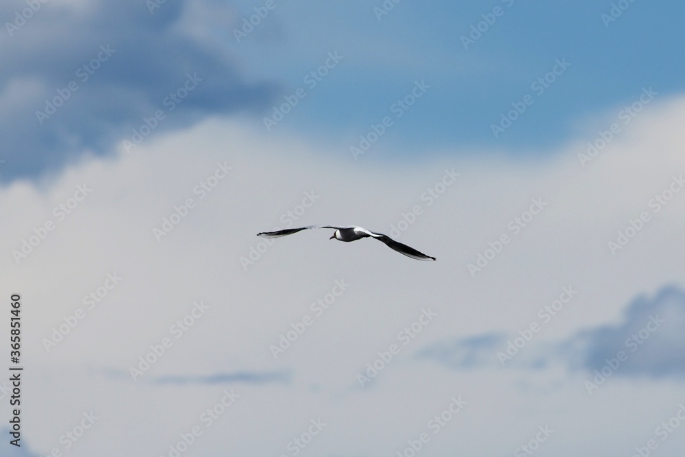 seagull in flight in cloudy sky