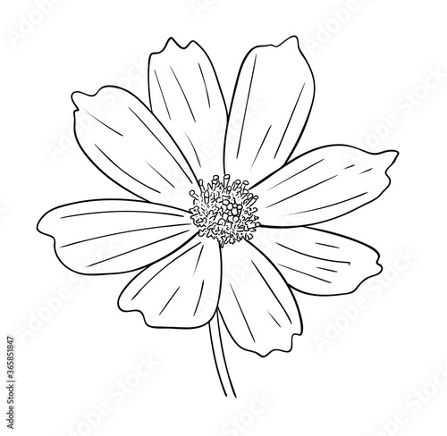 Vector illustration, isolated cosmos flower in black and white colors, outline hand painted drawing