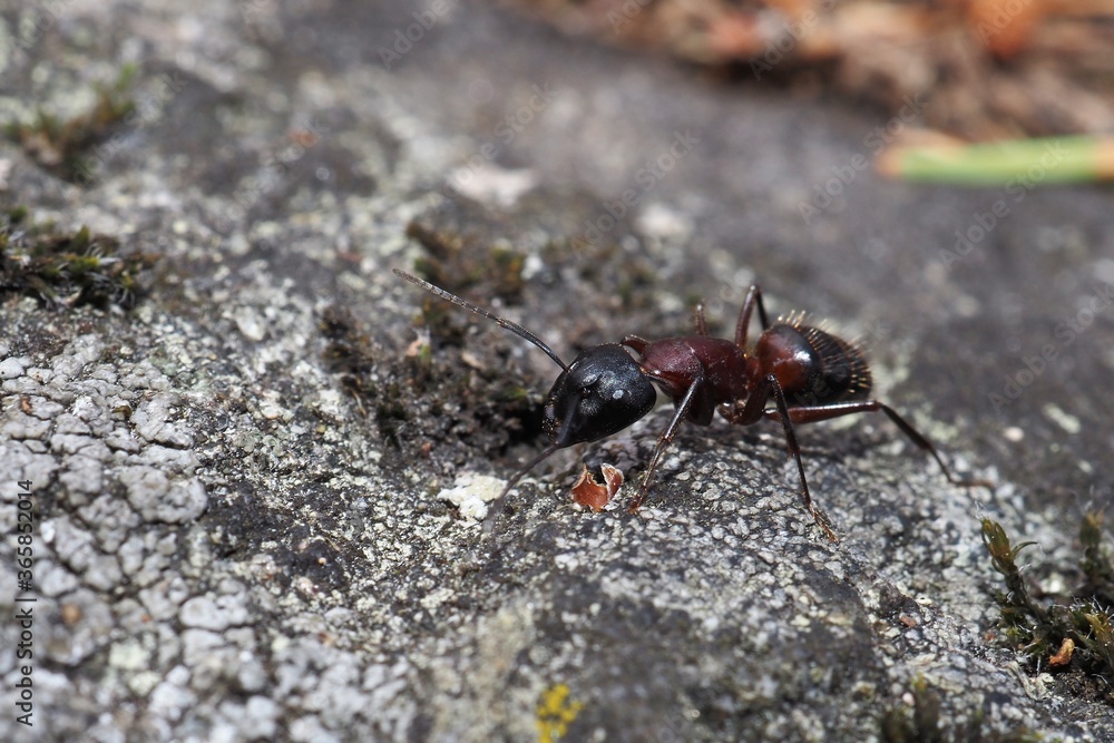 Close up of ant on the ground