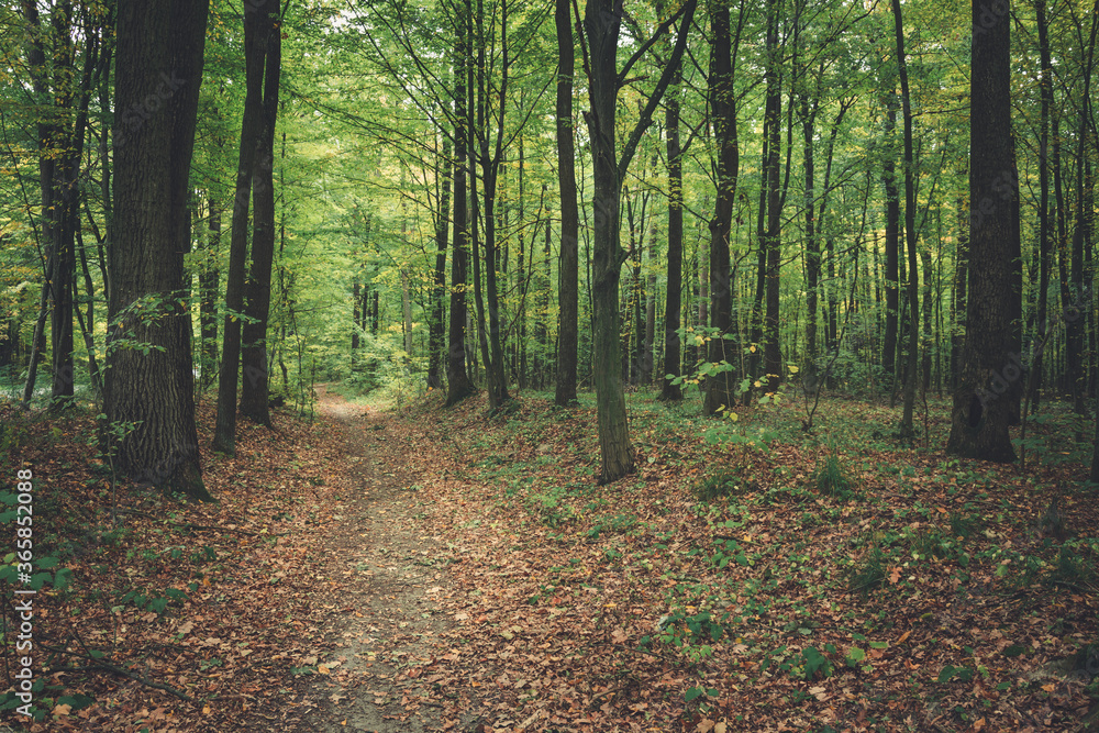 Fallen leaves on a path through the forest Fallen leaves on a path through the forest