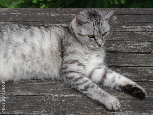 Grey cat on wooden table in the garden. © Natalia