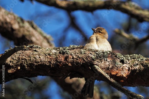 Chaffinch chick on a branch