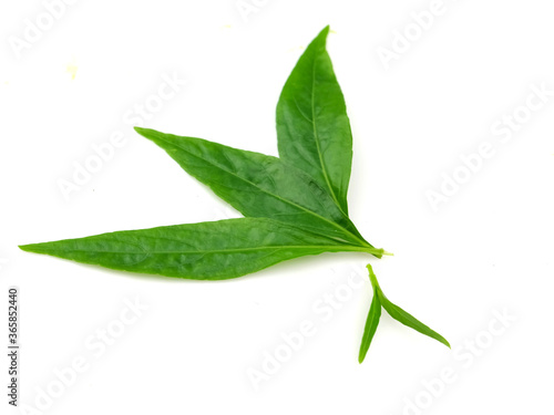 Herbs, andrographis paniculata, green leaves, isolated on a white background. Properties kill virus