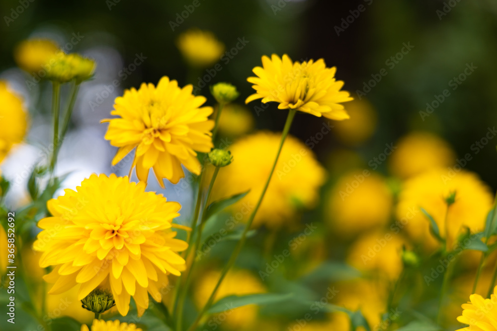 Many yellow flower on blurred bokeh background Many yellow flower on blurred bokeh background
