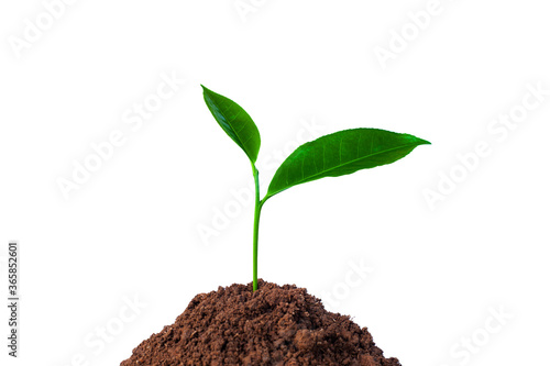 young tree growing from the rich soil isolated on white background