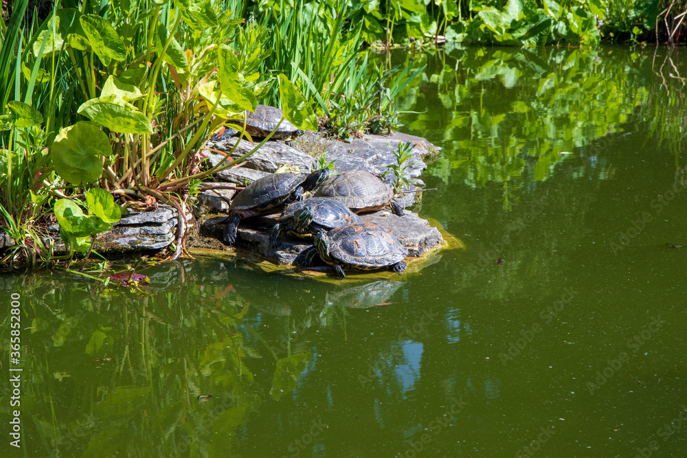 turtle in the pond turtle in the pond