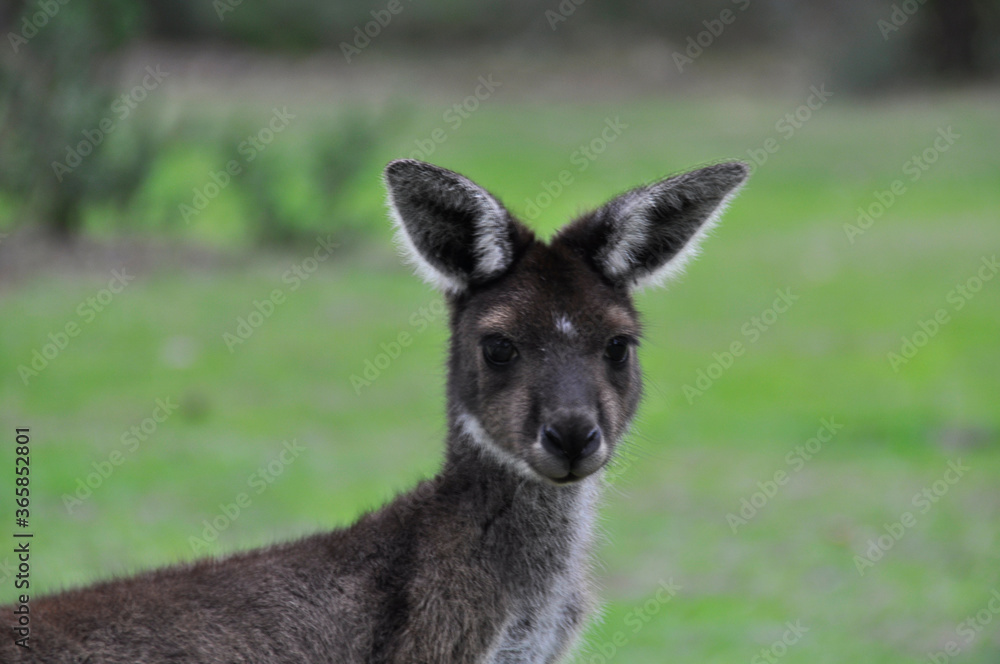 Close up portrait of a Grey Kangaroo in Western Australia