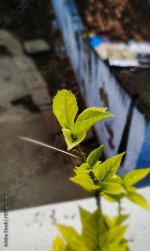 Wallpaper Mural Green plant leaf Torontodigital.ca