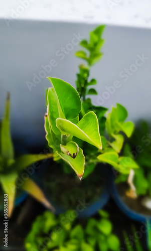 Wallpaper Mural Green plant leaf Torontodigital.ca