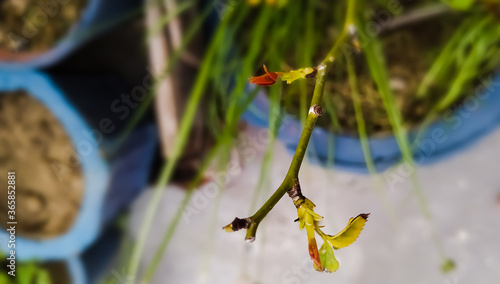 Wallpaper Mural Green plant leaf Torontodigital.ca