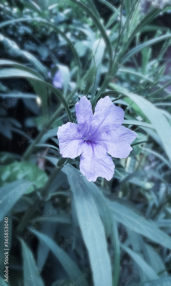 custom made wallpaper toronto digitalGreen plant leaf