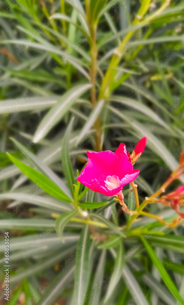 custom made wallpaper toronto digitalGreen plant leaf