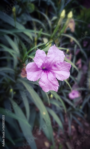 Wallpaper Mural Green plant leaf Torontodigital.ca