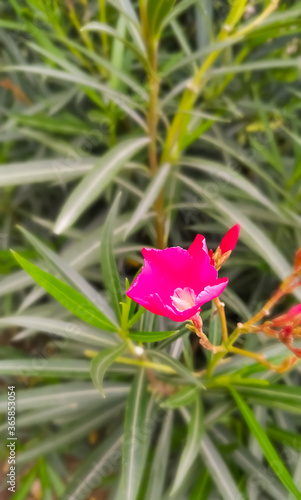 Wallpaper Mural Green plant leaf Torontodigital.ca