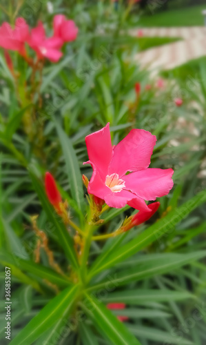 Wallpaper Mural Green plant leaf Torontodigital.ca