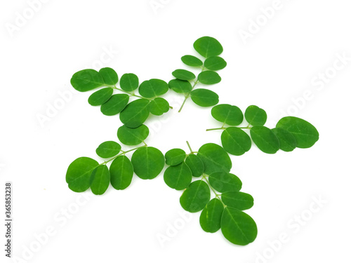 Moringa leaves, green herbs, isolated on a white background, extracting water and methanol of the leaves have the potential to lower blood pressure.