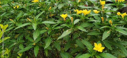 Wallpaper Mural Green plant leaf Torontodigital.ca