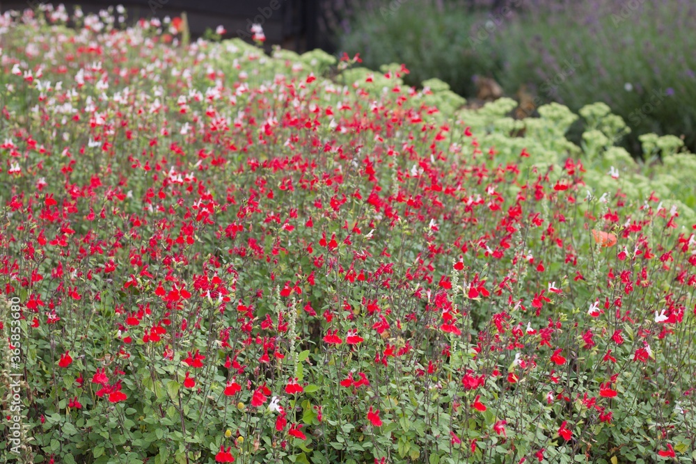 Beautiful red and white salvia plants in summer flower bed