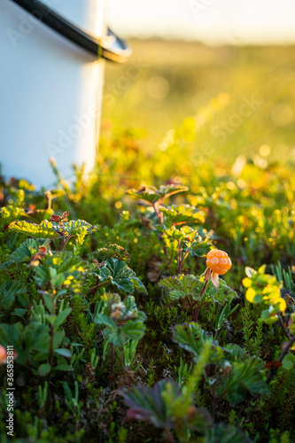 Cloudberries and a white bucket in a hopeful shot of berry picking.