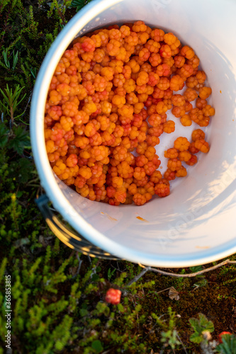 Cloudberries in a white plastic bucket in the Finnish marshlands.