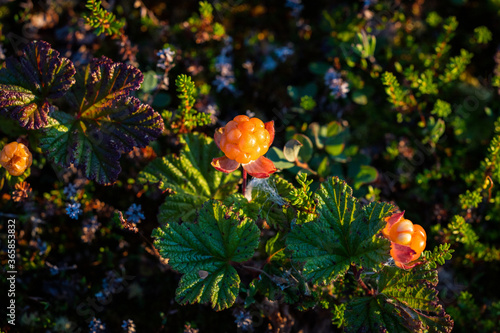 Cloudberries in sunshine in the swamp with green and red cloudberry leaves in the background.