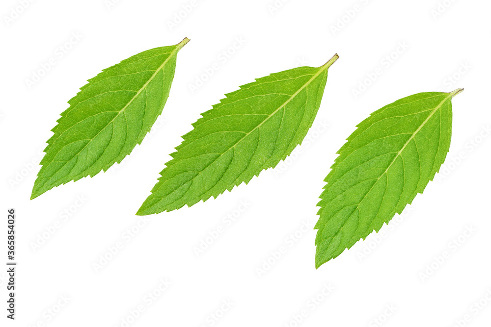 Three fresh green mint leaves isolated on white background. Three fresh green mint leaves isolated on white background.