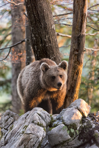 Beautiful bear photographed at the last sunset lights