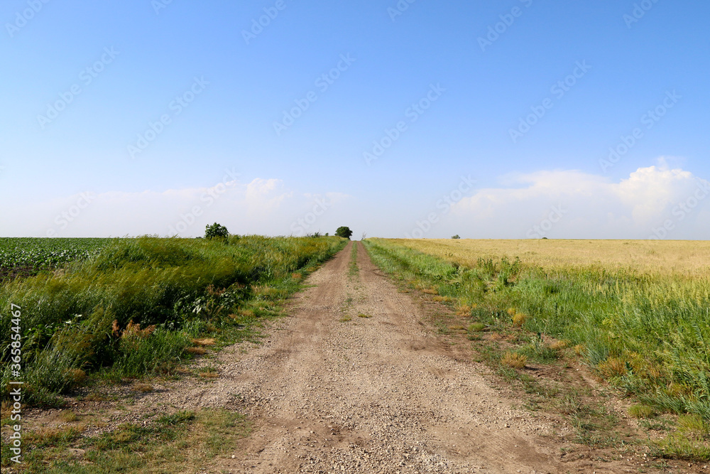 a farmland dirt road running between a green crop field and grass land under a beautiful blue sky perfect for seasonal marketing as well as cards posters signs and background backdrop wallpaper