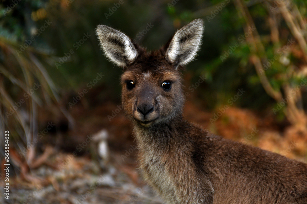Close up with a Grey Kangaroo in Western Australia