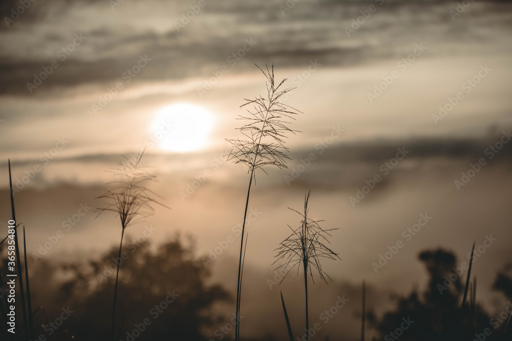 Fototapeta premium The beauty of nature and grass