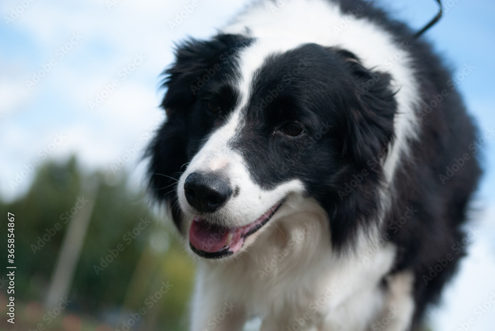 Cão Cão