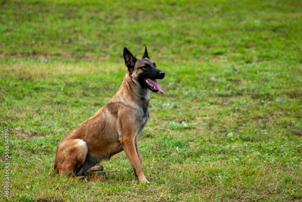 Pastor Belga Malinois Pastor Belga Malinois
