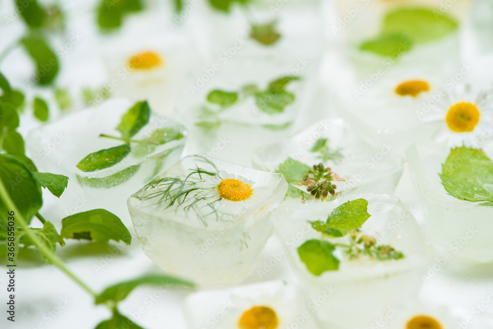 cosmetic ice cubes with chamomile and mint for home care applies to the face. The concept of skin care. cosmetics with herbs on a light background cosmetic ice cubes with chamomile and mint for home care applies to the face. The concept of skin care. cosmetics with herbs on a light background