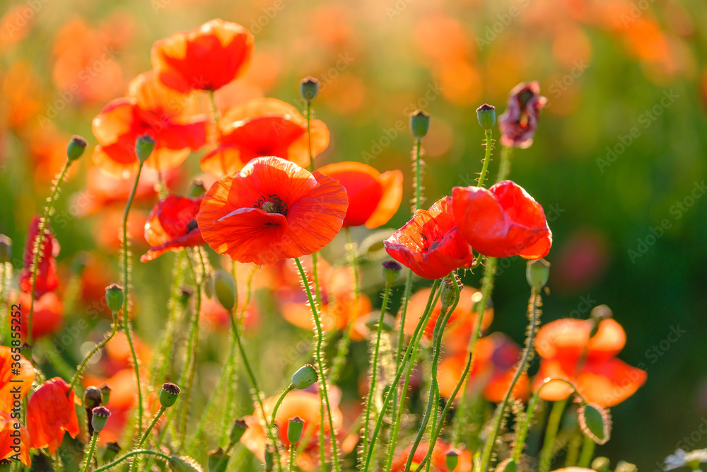 Fototapeta premium Blooming red poppies in a summer meadow