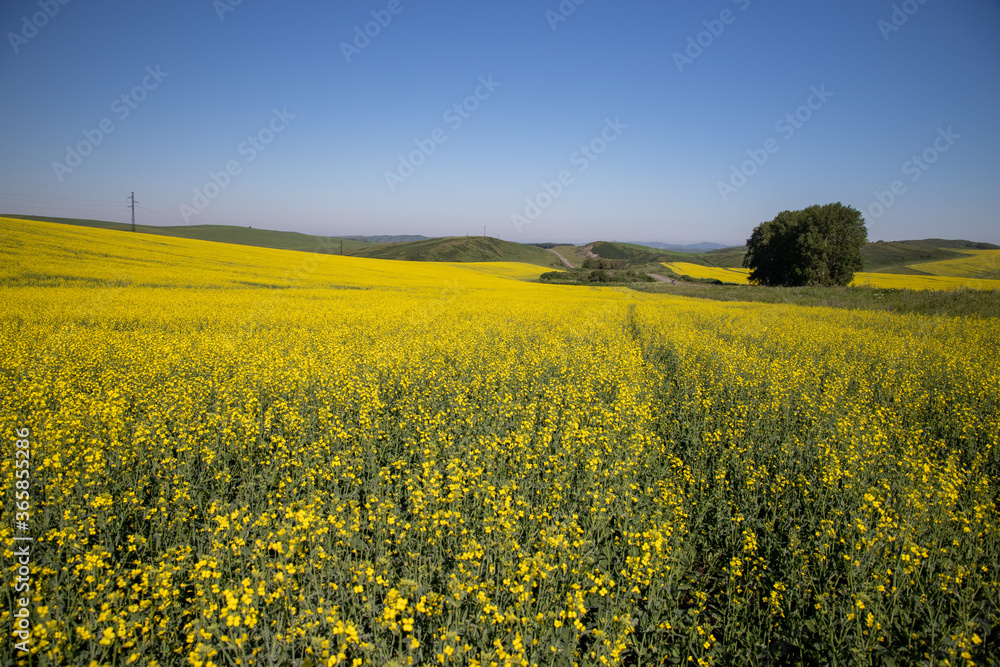 Field of rapeseed or Brassica napus. Ulbinski ridge, East Kazakhstan.