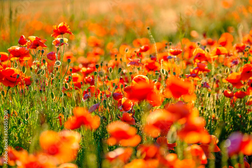 Blooming red poppies in a summer meadow
