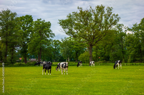Rural landscape with cows in a meadow near Almelo, Netherlands 