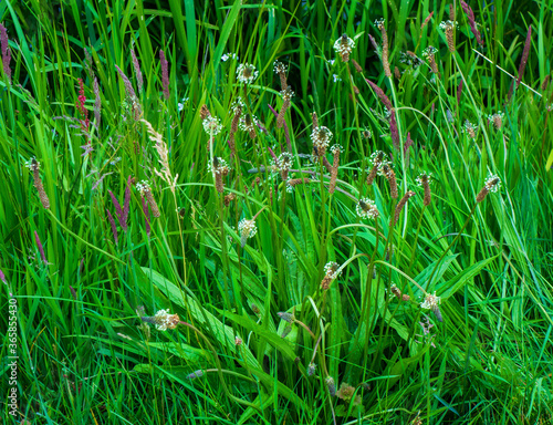 Close up of flowering plantain (Plantago lanceolata)
 photo