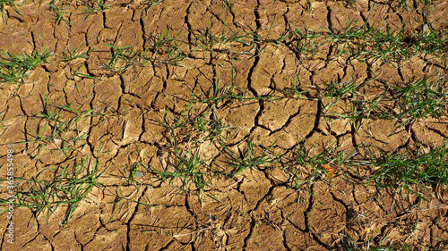 Cracked earth with dehydrated vegetation. The season of hot weather is disastrous for nature.