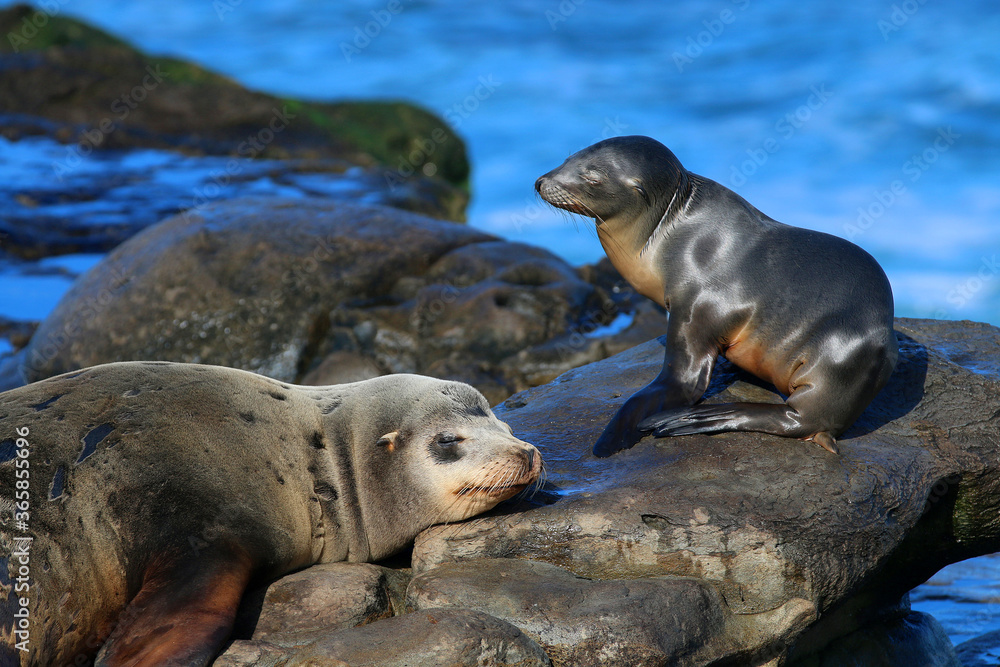 Obraz premium California sea lions in La Jolla, CA
