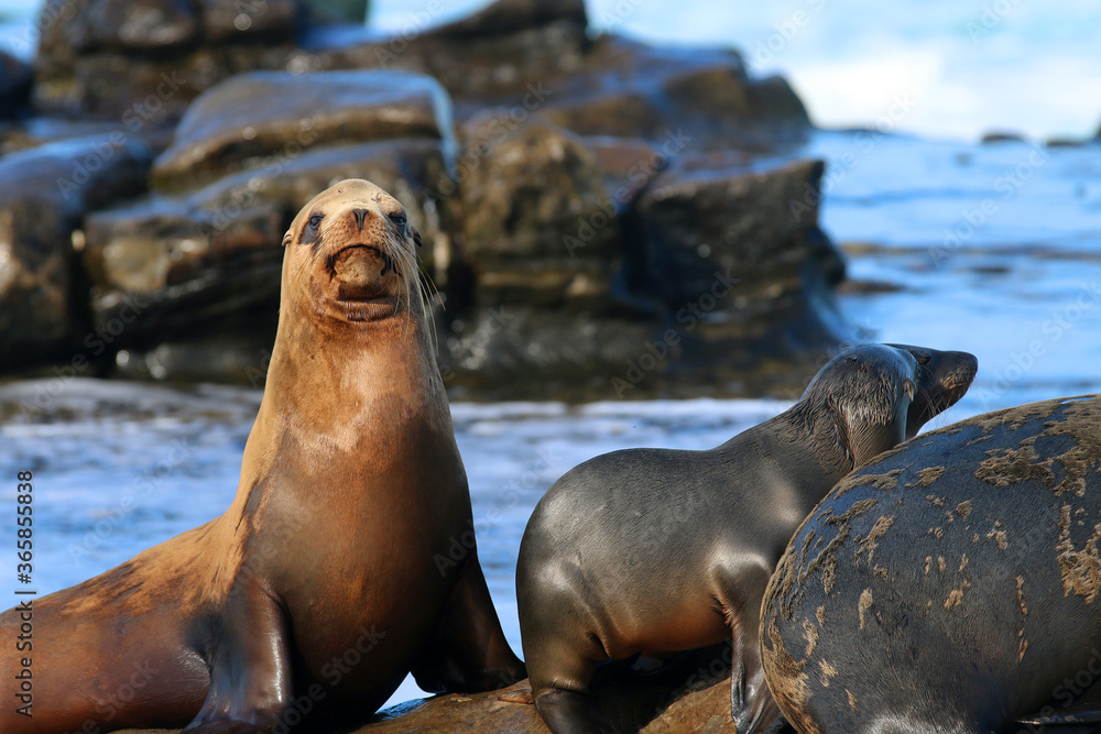 Fototapeta premium California sea lions in La Jolla, CA
